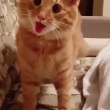 funny cats