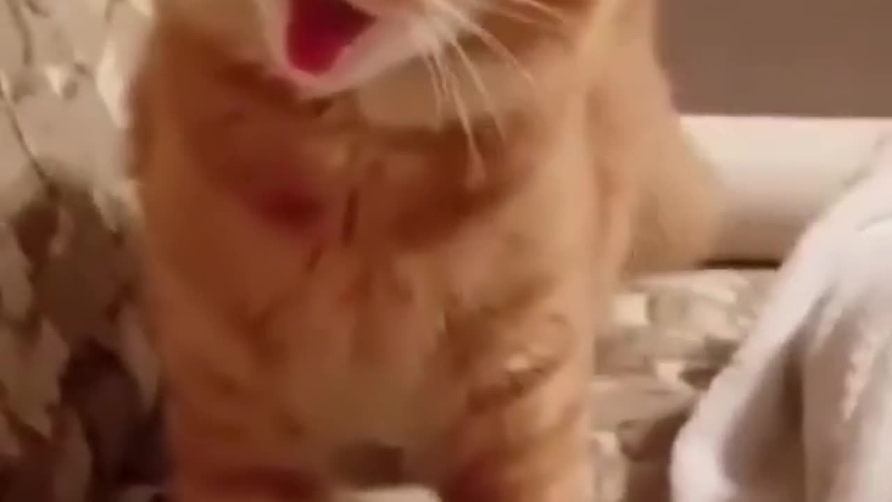 funny cats