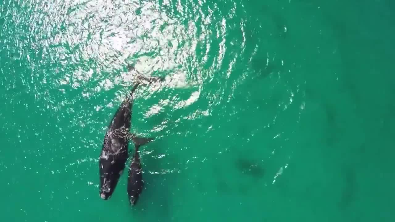 Whales and Calves Fitzgerald National Park