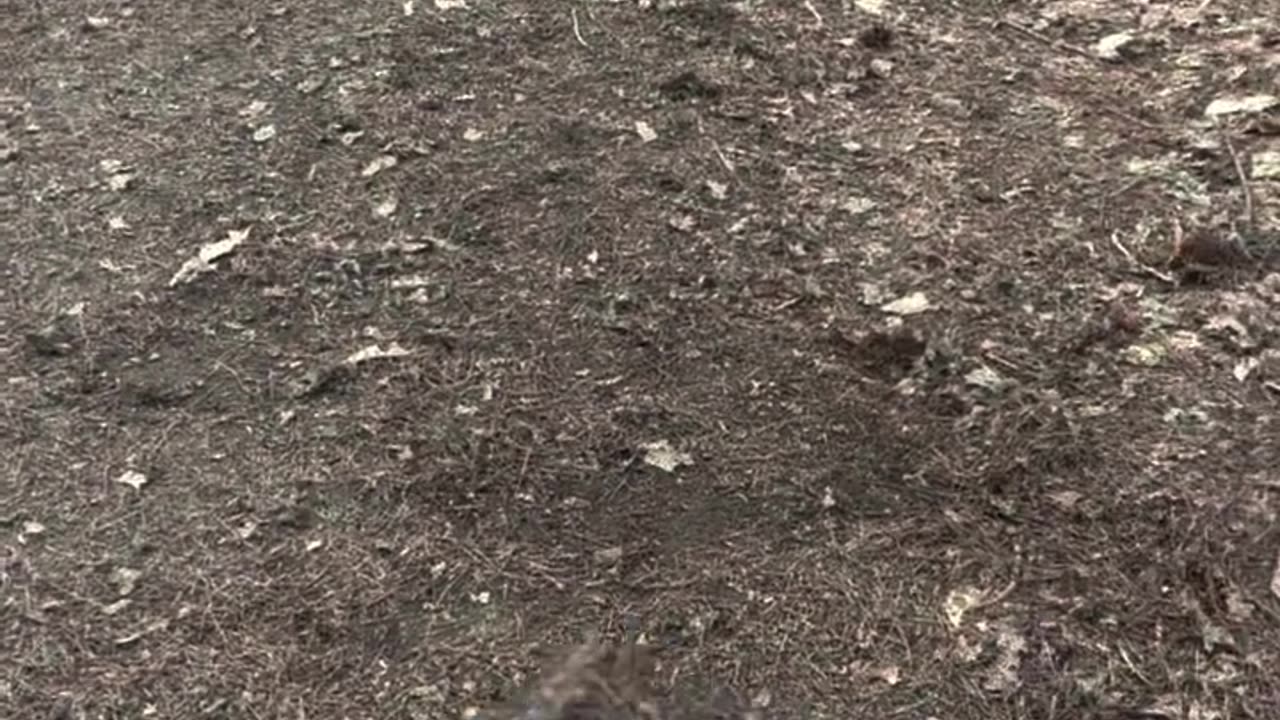 Little Dog Rolls in the Dirt