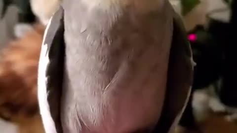 Ark Of Grace: CHET THE COCKATIEL SINGING UNTO THE LORD!!