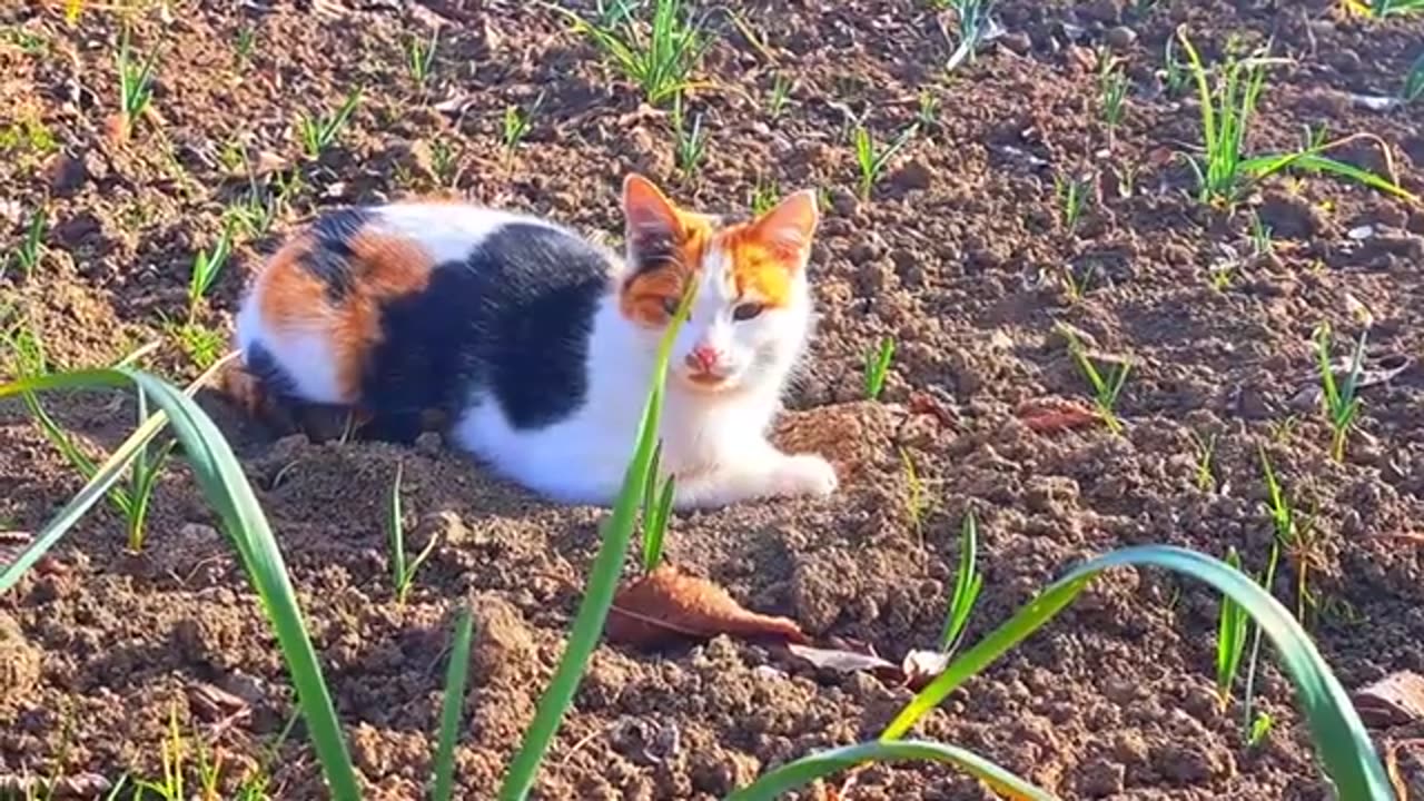 Cute cat and cute kitten resting in the field