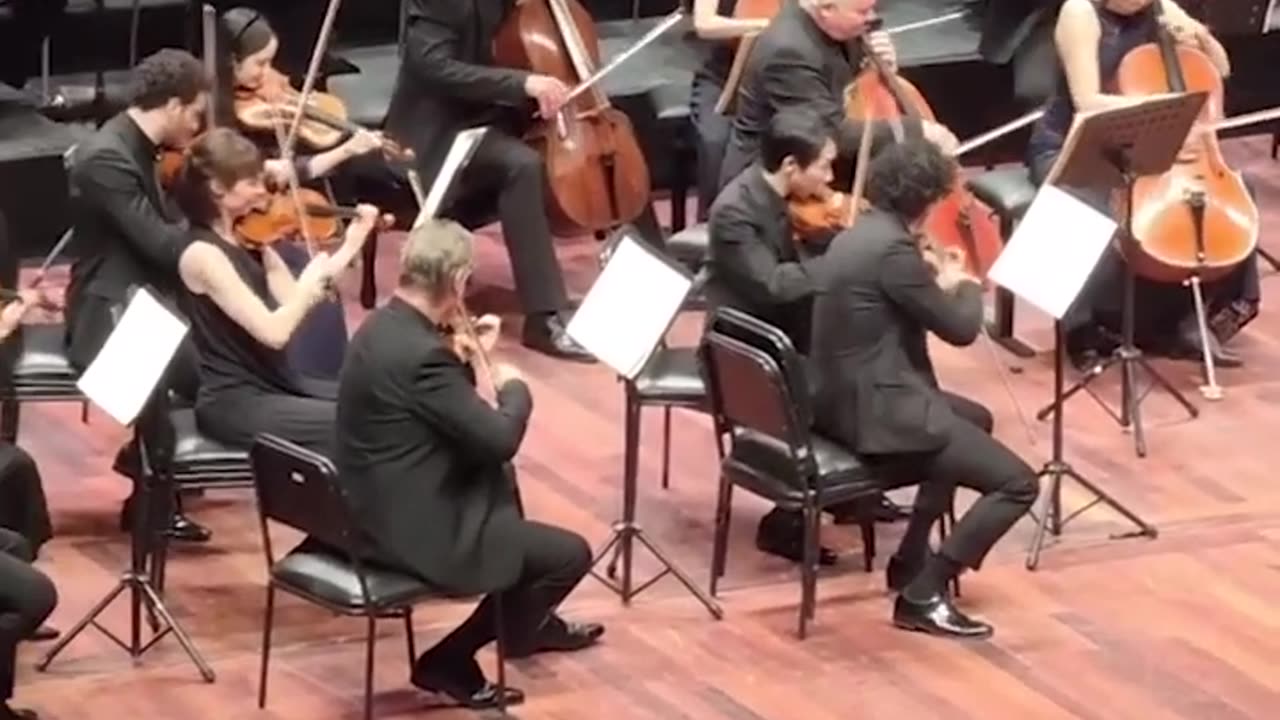 Cat joins orchestra on stage