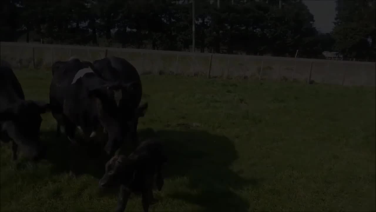 Mother Cow Protects Baby Calf, Attacks Dairy Farmer