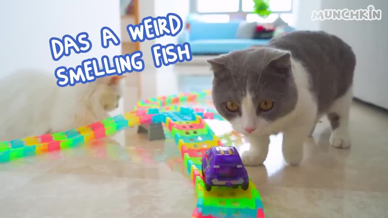 Do Cats Like Ball Pits? | Compilation