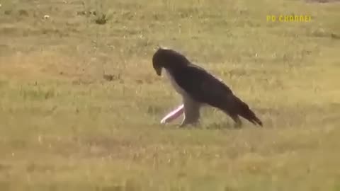 Eagle 🦅 Vs Leopard 🐆 Epic Battle.....