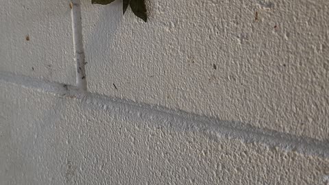 Camouflaged Moth