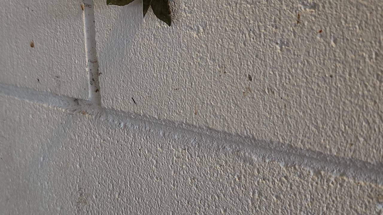 Camouflaged Moth