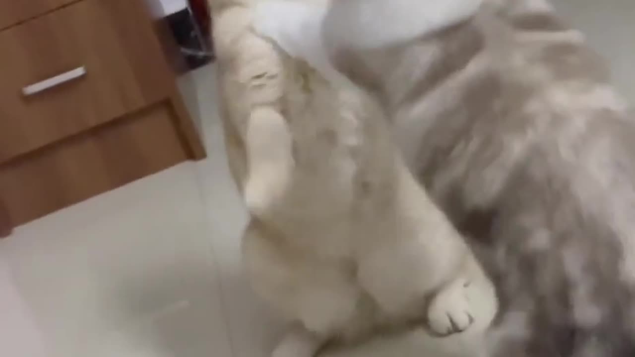 Cute Kitty Fight