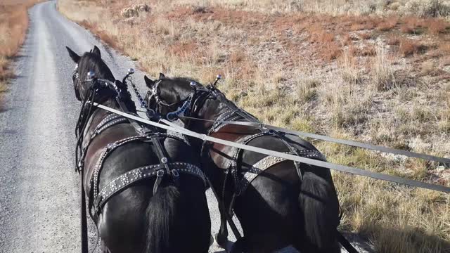 Driving the feed team