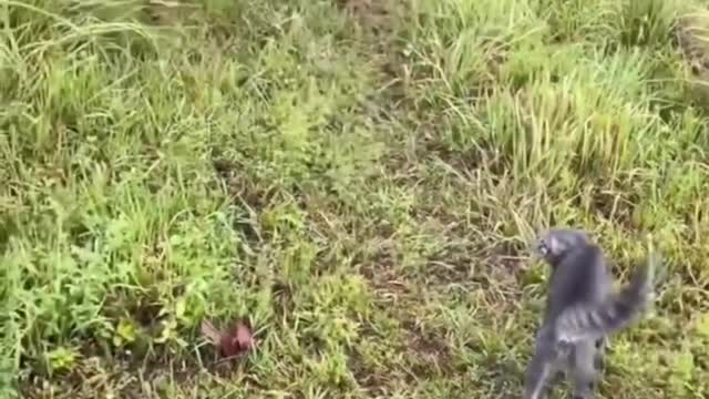 Funny Animals Videos2022 🤣🐶 😻-Funniest Cats And Dogs Video