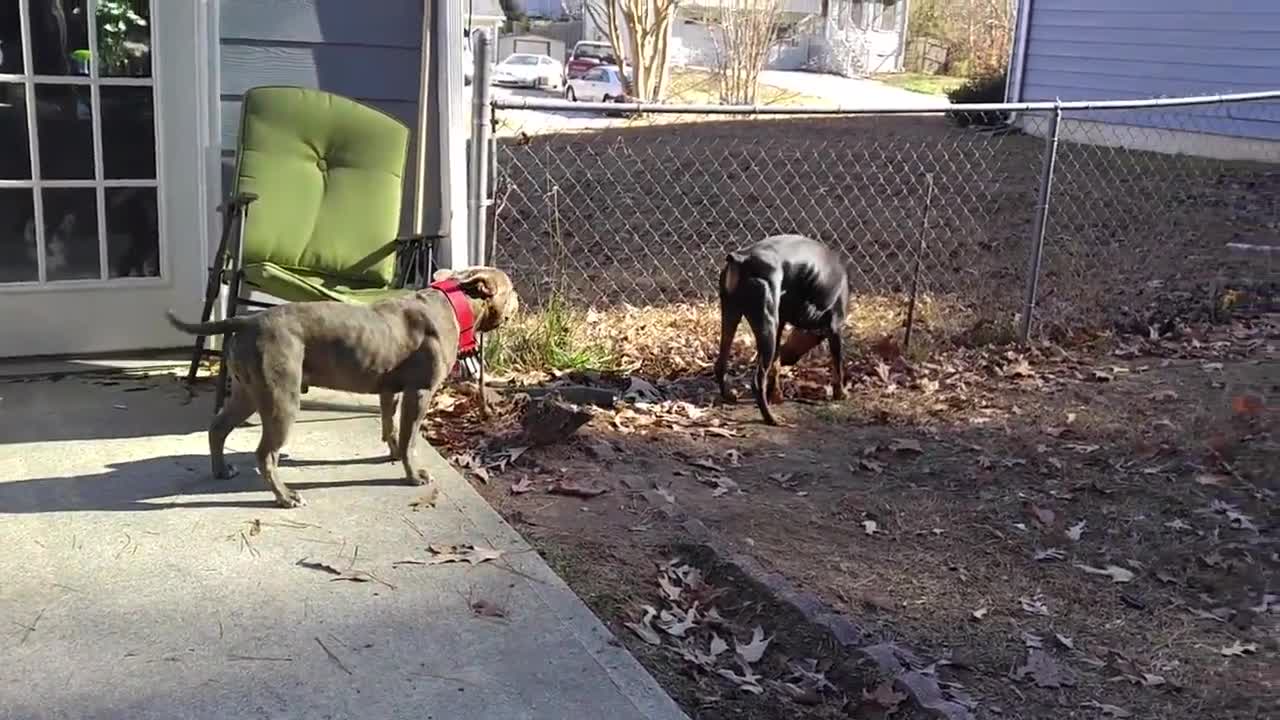 Pitbull Vs Doberman