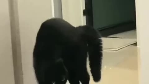 Black Funny Cats Sound