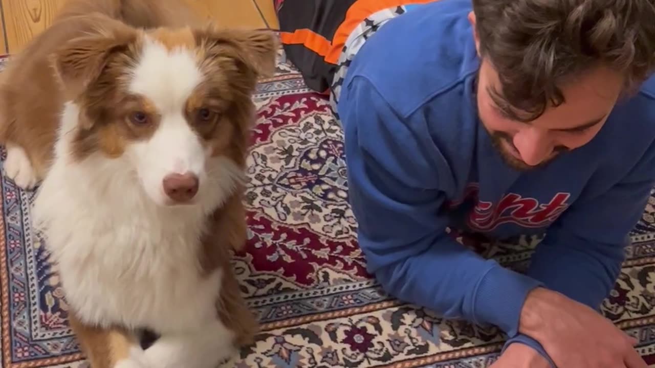 Dog outsmarts human