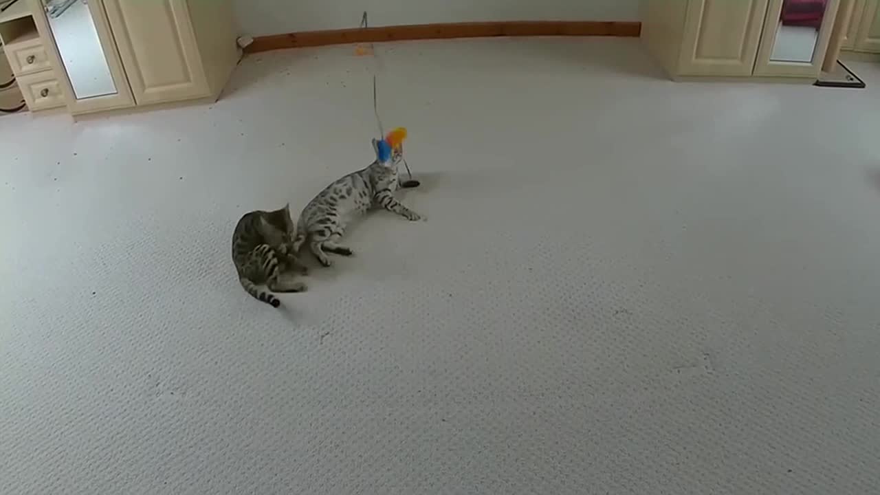 Acrobatic Bengal Kittens Amazing Athleticism