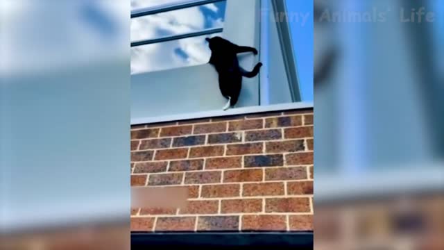 kitten flying over the eaves