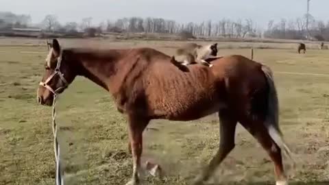 Horse ride