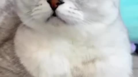 Funny cats