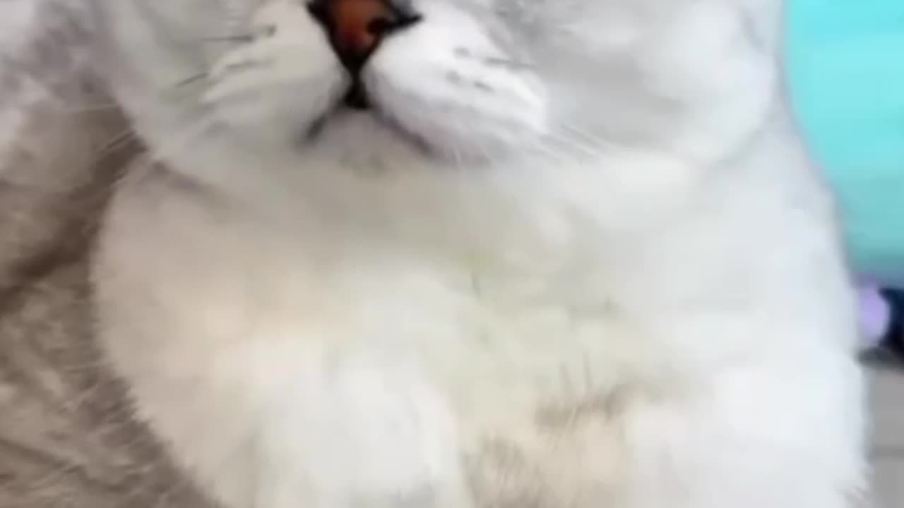 Funny cats