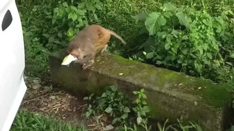 Monkey Eating