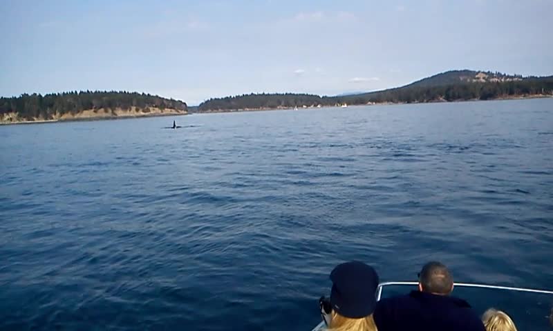 Killer Whales spotted off San Juan Islands