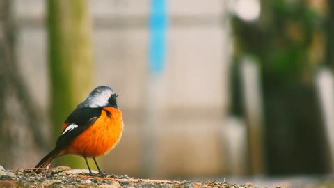 Orange birds