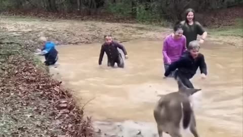 This deer play with children