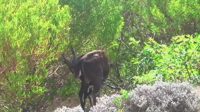 Animal Wandering Alone in The Forest