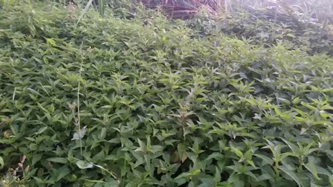 Nettle harvesting for rabbits
