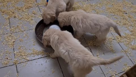 GOLDEN RETRIEVER DU HAUT FLECHERAY