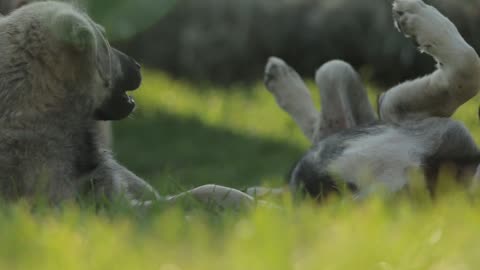 TWO DOGS PLAYING EACH OTHER