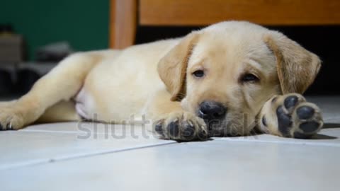 cute pupy, sleeper