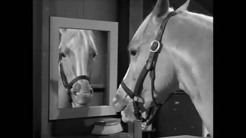Mr. Ed TAKES A DUMP on Live TV!