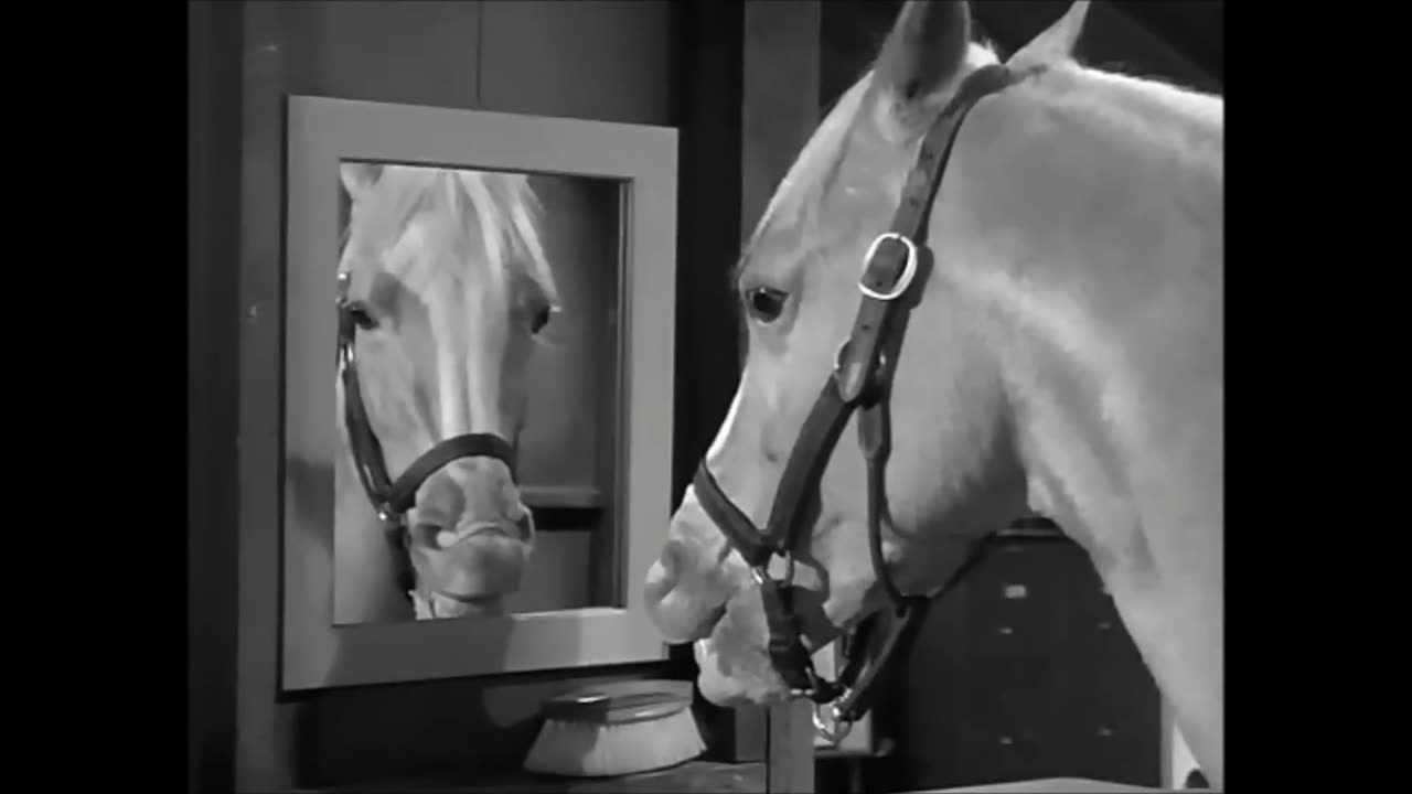 Mr. Ed TAKES A DUMP on Live TV!