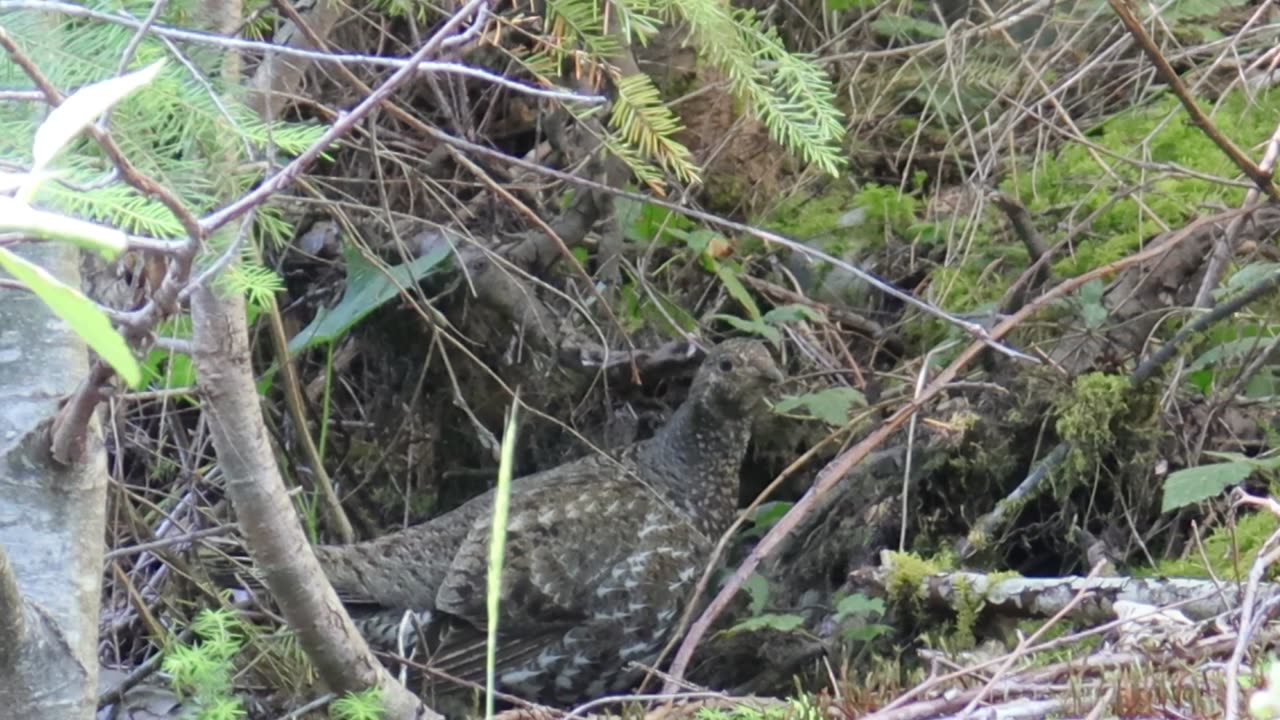 Dusky Grouse