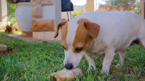 Peaceful Energetic Calming Puppies