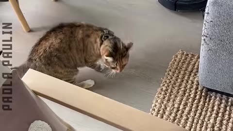 11 Funny Cat Moments