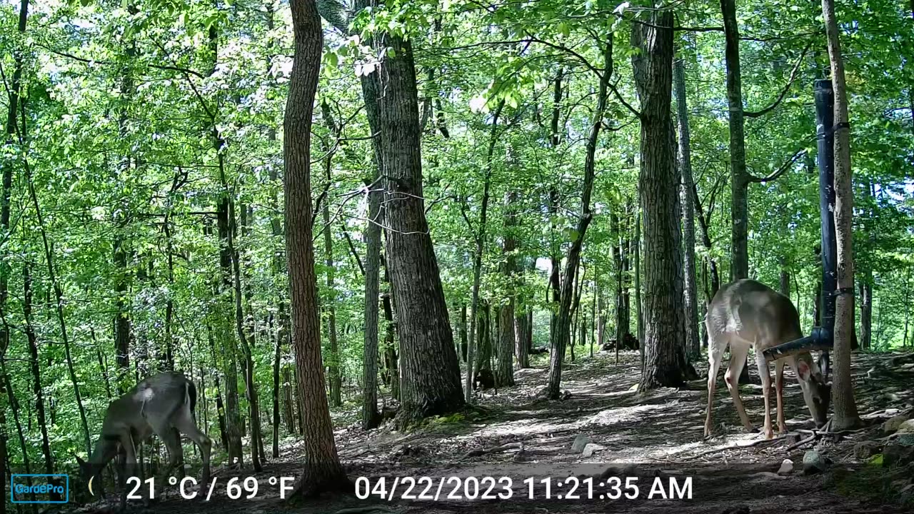 The Woods – 04/23/2023