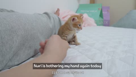 As the Rescued Kitten Grows Older, He's Starting to Talk Back