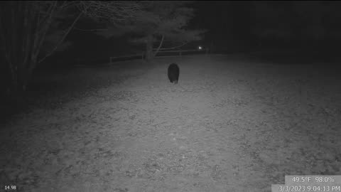 Bear at the Cabin