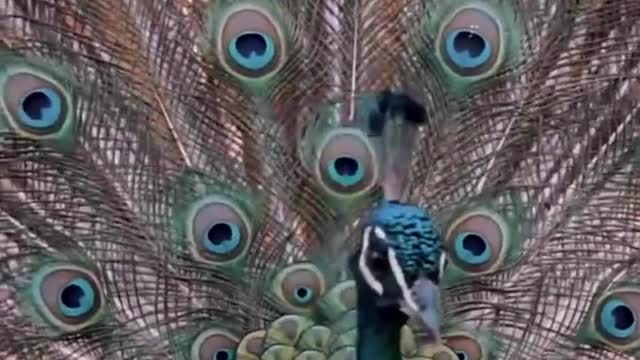 Peacock is the most beautiful creature in all of God's creation