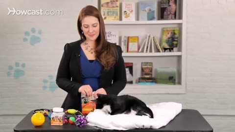 How to Train a Cat to Come When Called | Cat Care