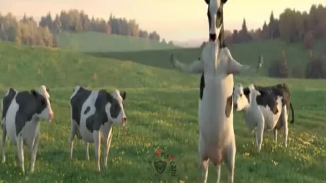 Funny Cow Sound | Funny Cow Dance | Funny Cow Videos