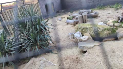 2022-12-06 (2) - ça n'a pas l'air d'être ça - Twitch Triskelina (clip)