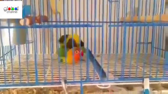 Mating canary in the cage