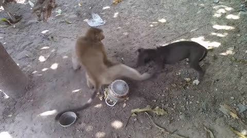 Monkey vs Dog-2