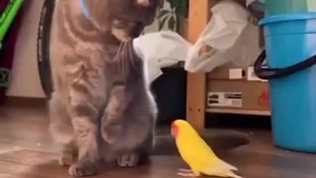 Cat and birds.