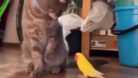 Cat and birds.