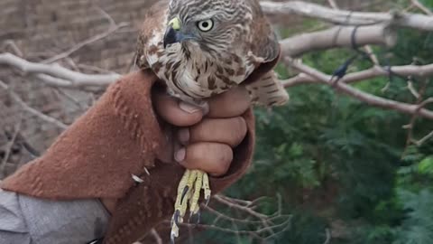 Rescue Eagle or shikra