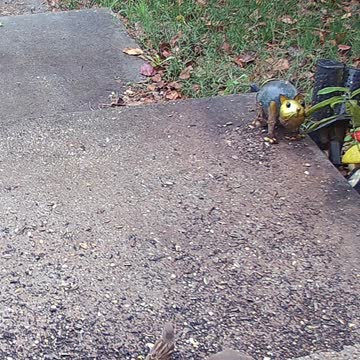 It's Raining But The birds Don't Care